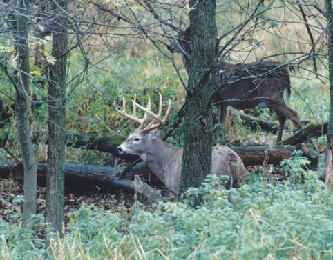 whitetail deer