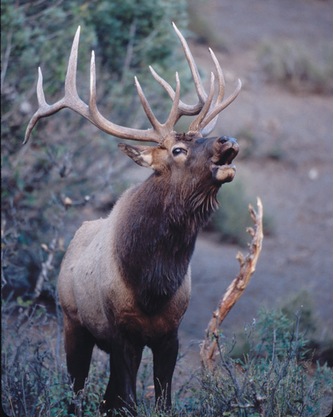 Elk