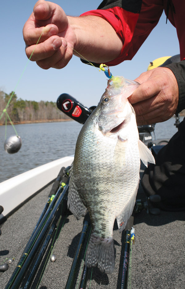 Crappie