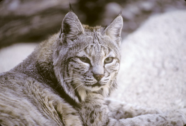 bobcat