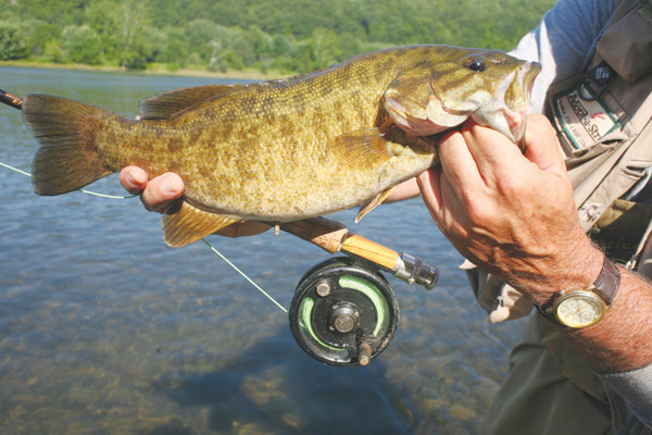 Smallmouth bass