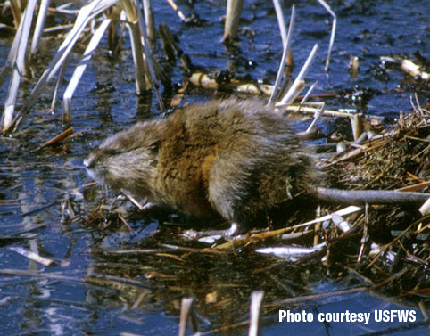 Muskrat