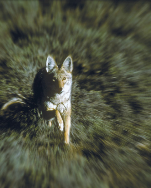 coyote