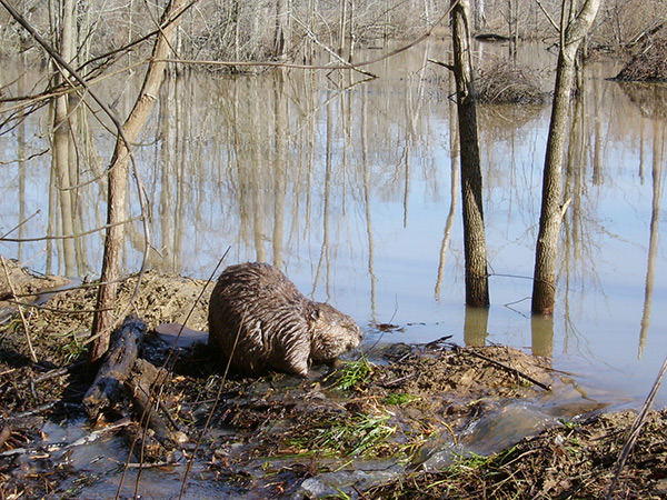 beaver