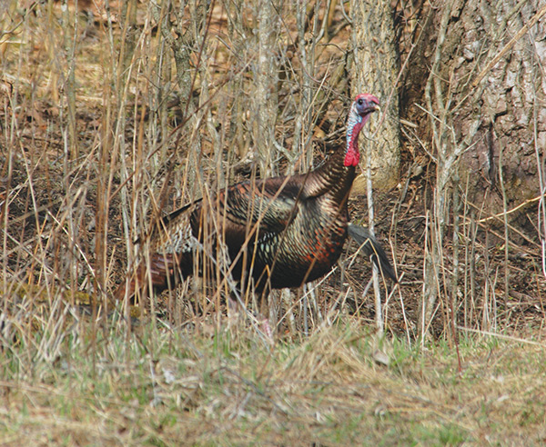 Hunting turkey