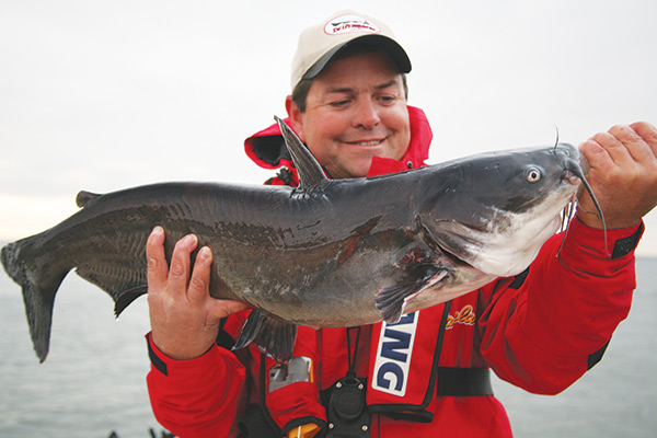 blue catfish