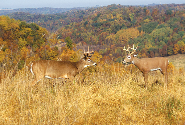 whitetail deer curious about a deer decoy