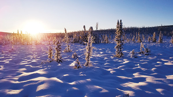 frozen tundra