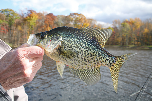 big crappie