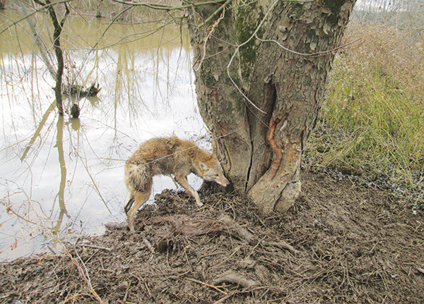 cold muskrat trapping